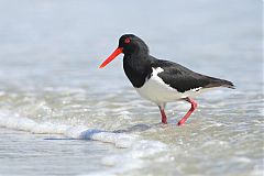 Pied Oystercatcher